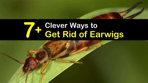 8+ Ways to Get Rid of Earwigs