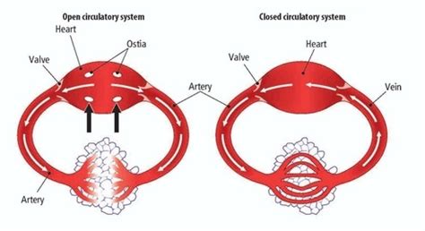 Circulatory System - Anatomy of You