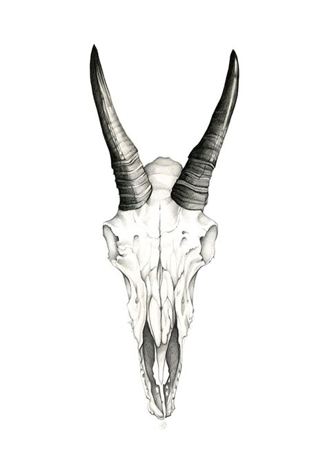 Goat Skull Drawing at PaintingValley.com | Explore collection of Goat Skull Drawing