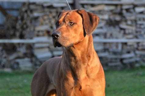 How to Train a Lion Hunting Dog - LiveOutdoors