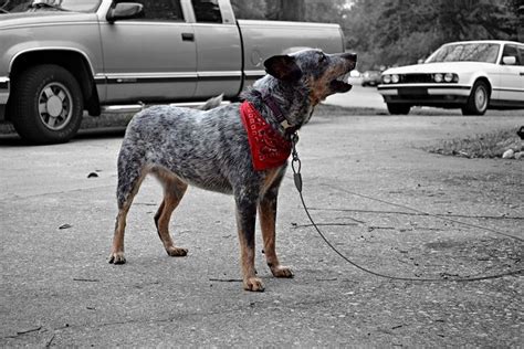 Blue Heeler Training | Dog Training with the No BRAINER Dog TRAINER ...