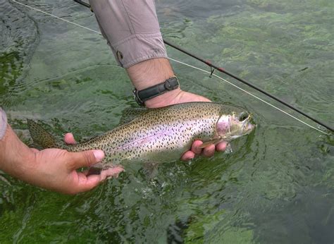 California State Parks Enhances Endangered Fish Habitat - WestsideToday