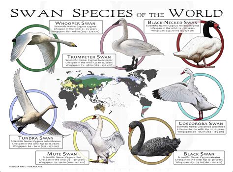 Swan Species of the World Poster Print