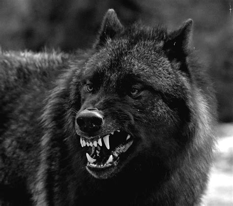 Angry Wolf For Of Grey Wolf Face HD wallpaper | Pxfuel