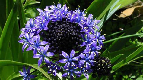 Blue And Purple Flower Free Stock Photo - Public Domain Pictures