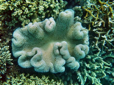 Great Barrier Reef, Eddy Reef off Mission Beach | Great Barr… | Flickr