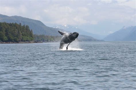 Sitka Alaska Wildlife Information — Sitka Alaska Outfitters