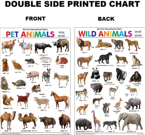 Both Side Printed Pet and Wild Animals Charts for Kids | Learn about ...