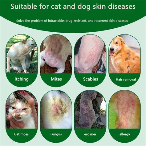 Dog Skin Ulcer Photos - Skin Ulceration In Dogs Symptoms Causes ...