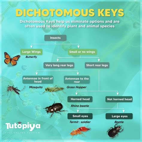 Dichotomous Keys | Cambridge IGCSE Biology - Tutopiya - Worksheets Library