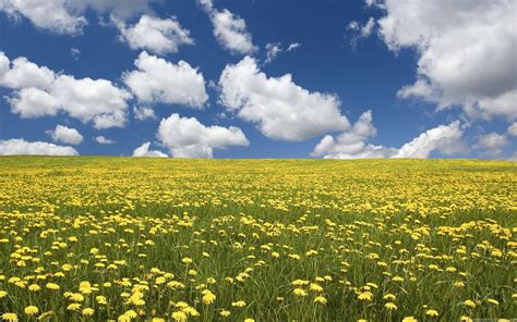 Field of Flowers HD Wallpaper | Wallpapers, Backgrounds, Images, Art ...