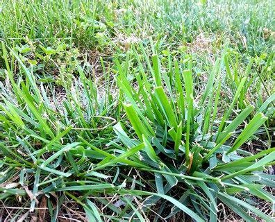 How to get rid of crabgrass in the summer – Artofit