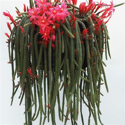 Planta de cactus de cola de rata – Yaxa Store