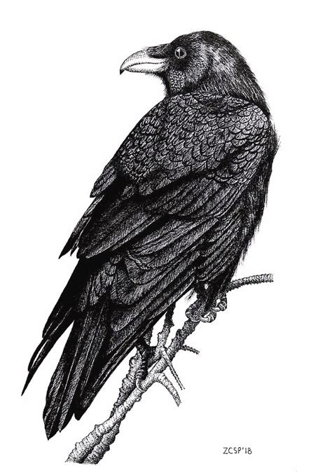 raven drawings - Google Search | Drawings, Black and white, Raven