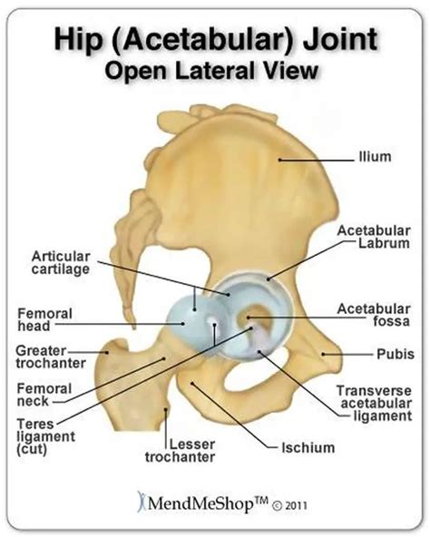 Pictures Of Acetabulum