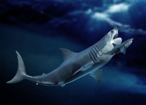 Megalodon Size: Megalodon Shark Facts, Fossil, Size Comparison