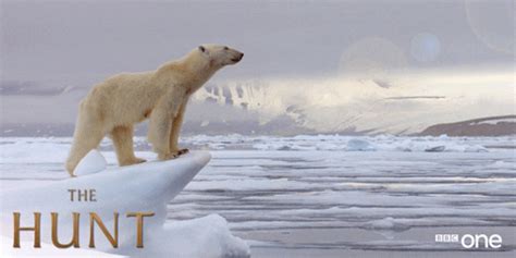 Polar Bear Wildlife GIF by BBC - Find & Share on GIPHY