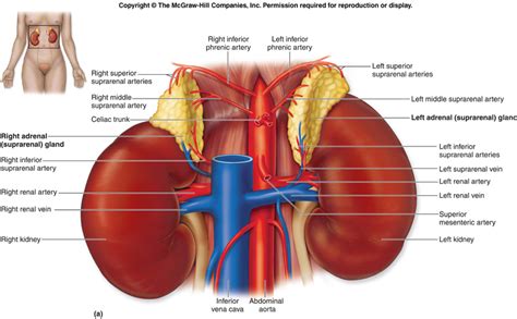 Adrenal Glands : Health, Problems and Testing