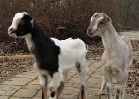 LaMancha Goat: Is This Earless Goat the Right Breed For You?