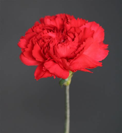 Single Red Carnation Free Stock Photo - Public Domain Pictures