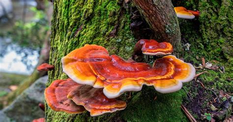 Reishi Mushroom: Benefits, Uses, and Recipes