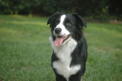 Australian Shepherd Black Bi | Australian Shepherds | Pinterest