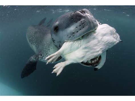 Shaddai Sabaot: Foca Leopardo y Paul Nicklen