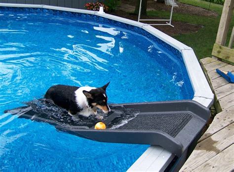 Dog Backyard Pool Slide