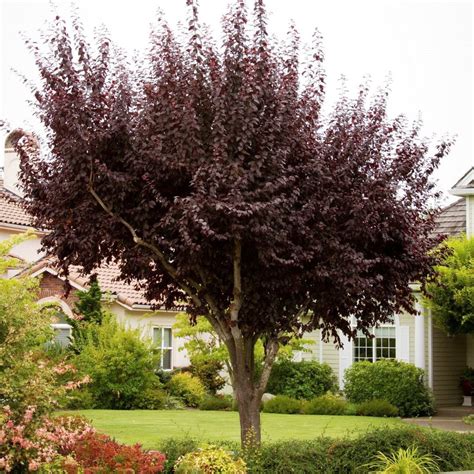 Purple Leaf Plum Tree, Purple-Leaf Plum Trees - Growing, Care, & 6 Common ... - Tips on our ...