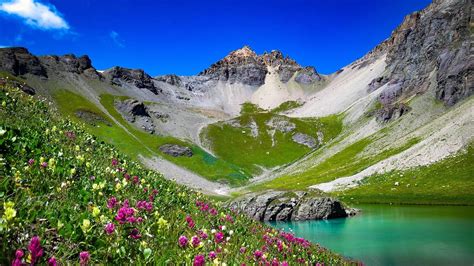 flowers growing on the side of a mountain next to a lake