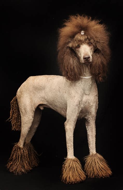 Standard Poodle Lion Cut Poodle The Adorable Dog (Mit Bildern) - butchersjam