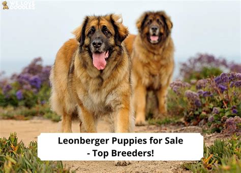 Leonberger Puppies for Sale – Top 5 Breeders!