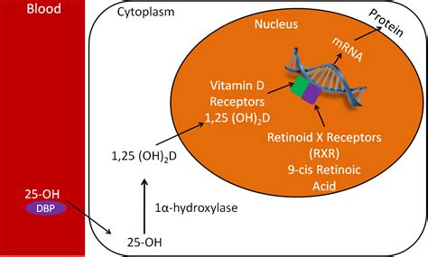 12.15 Vitamin D Receptor | Nutrition Flexbook