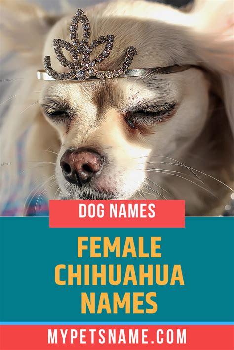 Mexican Chihuahua Names For Females - Pets Lovers