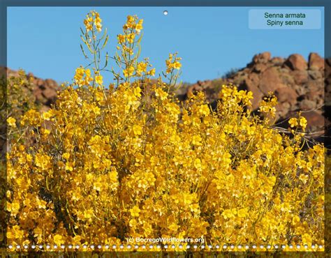 BorregoWildflowers.com: Calendar 2020 App Anza Borrego Wildflowers.