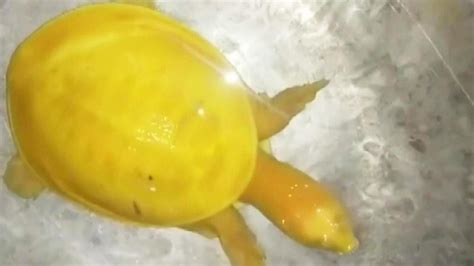 Rare yellow albino turtle discovered in India | indy100 | indy100