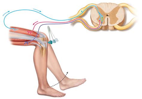 patellar (knee-jerk) reflex Diagram | Quizlet