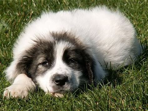 Bucovina Shepherd puppy on the rest photo and wallpaper. Beautiful ...