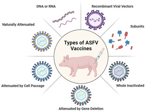 African Swine Fever Dna