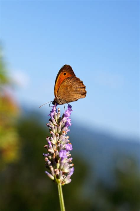 Premium Photo | Butterfly on lavender flowers