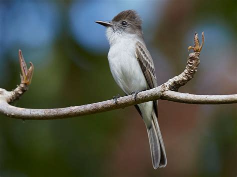 Birds of Cuba – An Internet Field Guide to Rare Cuban Birds