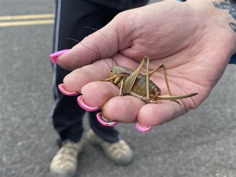 ‘Biblical’ swarms of giant Mormon Cricket and other grasshoppers spur ...