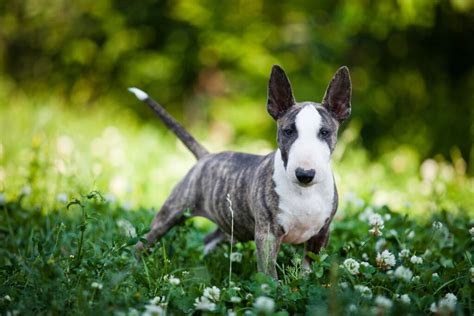 Chien Bull Terrier miniature | Races de chiens