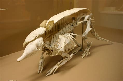 File:Nine-banded armadillo skeleton.jpg - Wikimedia Commons