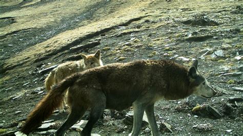 Critically Endangered and ancient Himalayan wolf needs global ...