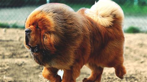 How Tall Do Tibetan Mastiffs Get