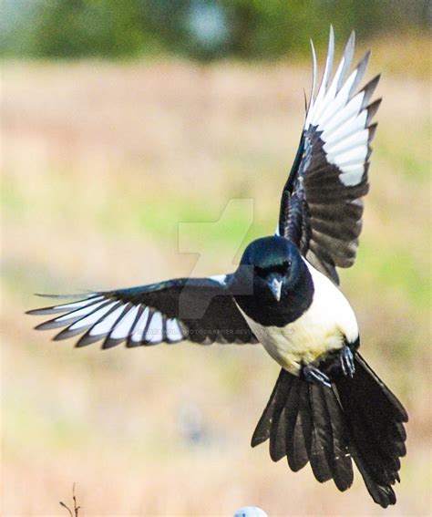 Magpie in Flight by SaraWolfPhotographer on DeviantArt