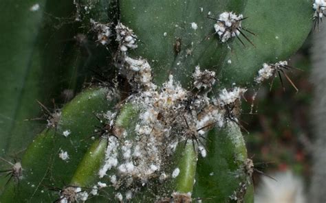 How To Get Rid Of Mealy Bugs On Succulents – The Ultimate Guide - Gardening Heavn