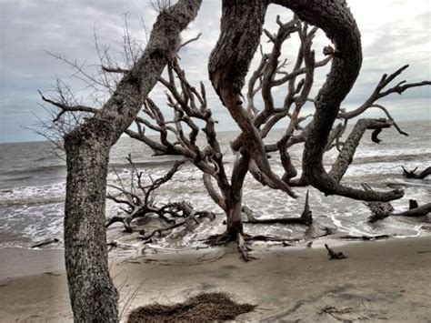 Jekyll Island Driftwood Beach Camping - forest camping wallpaper