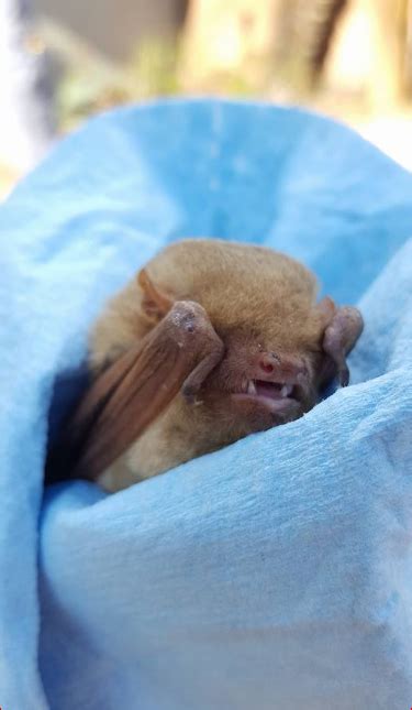 Weather Blog: Bat Rescue a Success! | khou.com